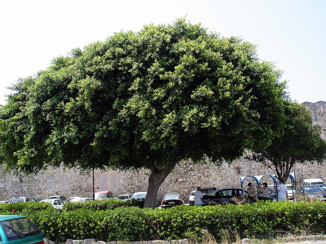 Drzewko w Rodos