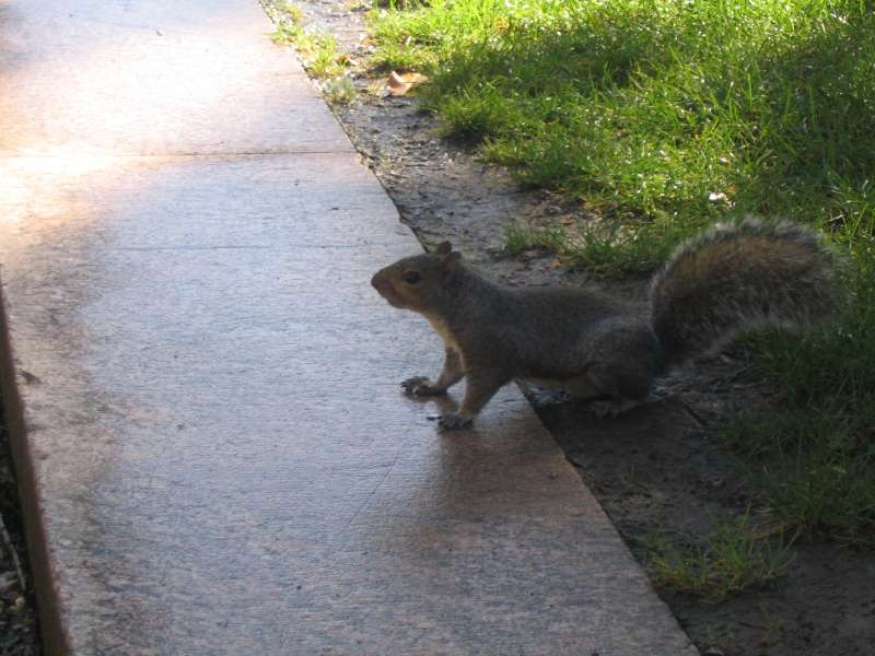 Wiewiórki są fajne i w dużych ilościach biegają po całym downtown. Mają puszyste ...
