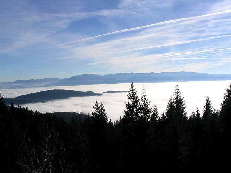 Widok lasów w chmurach