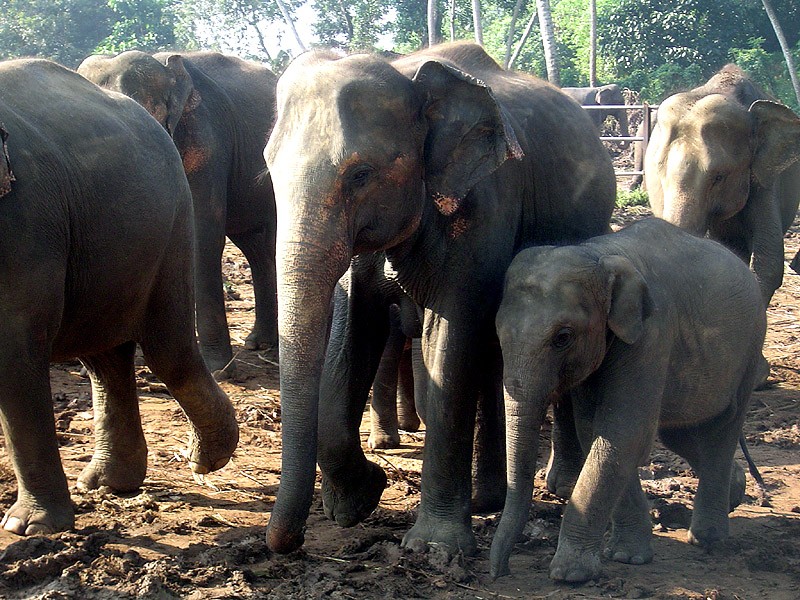 <b>Sierociniec słoni</b> - jedna z głównych atrakcji turystycznych. Kilkadziesiąt ...