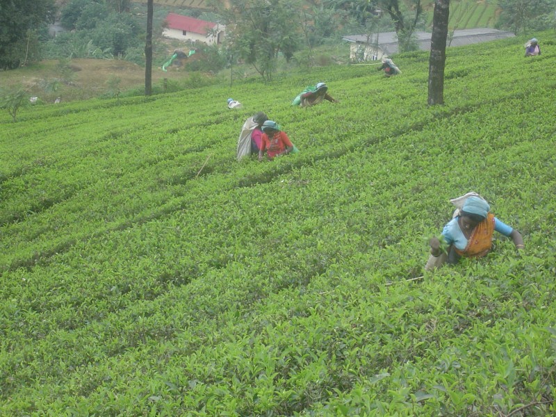 Panie w pracy na polach herbacianych