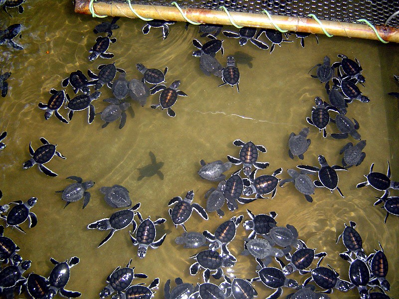 Małe <b>żółwie</b> w ośrodku pomocy żółwiom